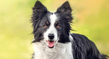 Load image into Gallery viewer, Custom Puppy Portrait Mohair Breast Collar
