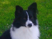 Load image into Gallery viewer, Custom Puppy Portrait Mohair Breast Collar